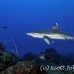 shark_silvertip_sil_ci_h_0012_cos0984.jpg